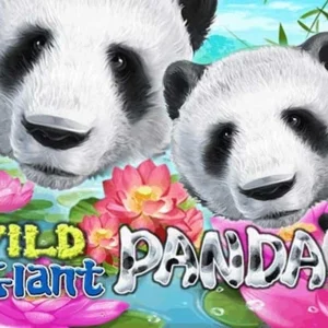 Wild Giant Panda